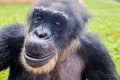 chipanzé Black morreu aos 50 anos de vida, por conta de uma parada cardiorrespiratória. -  Divulgação/ Santuário dos Grandes Primatas