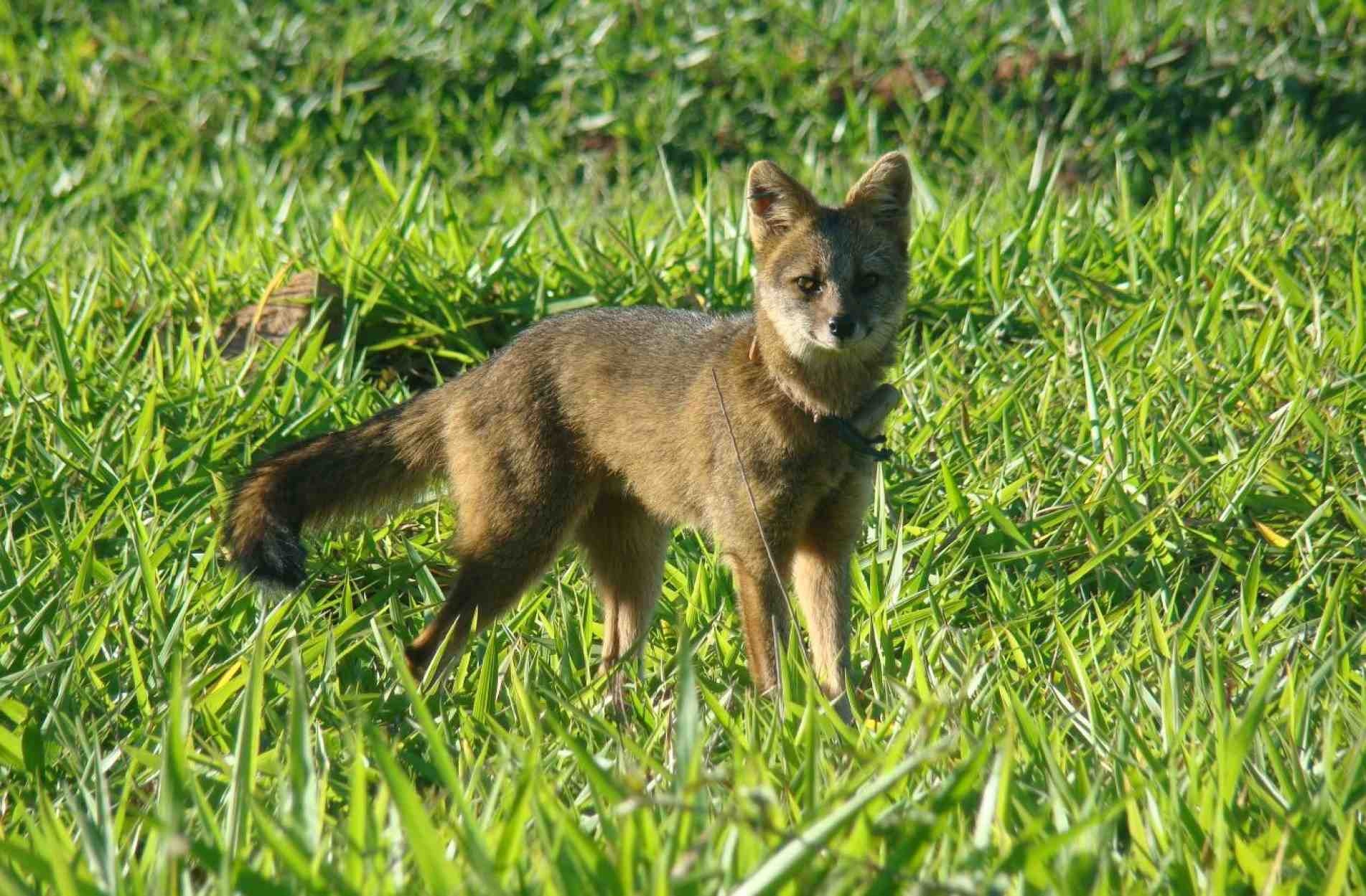 De focinho curto, sua pelagem varia do marrom ao cinza.