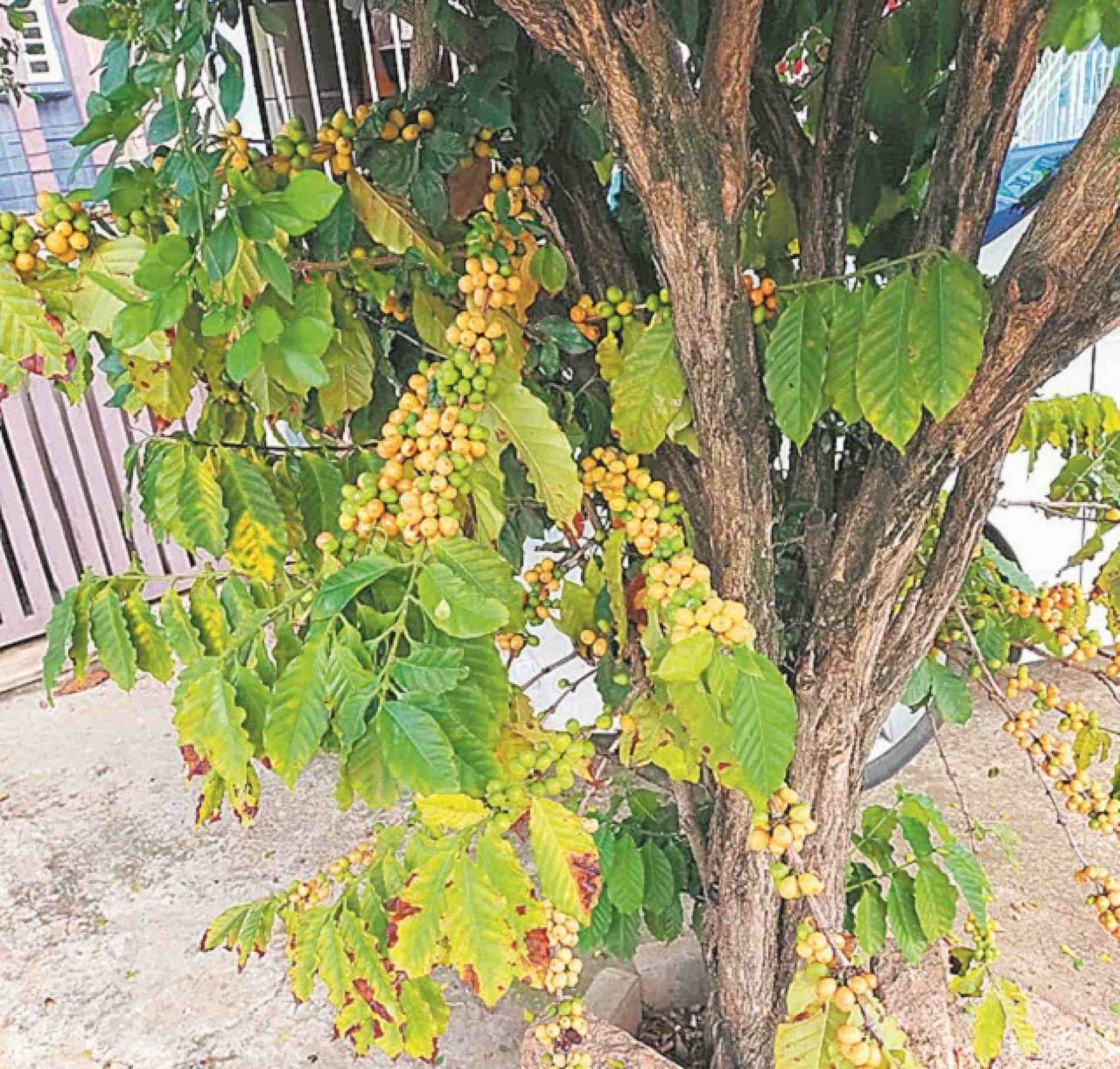 Pé de café foi plantado na rua Ernesto Testa, no bairro Ipanema Ville, em Sorocaba