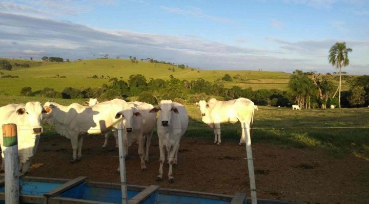 Terrenos rurais estão entre as principais áreas que motivam briga por usucapião.