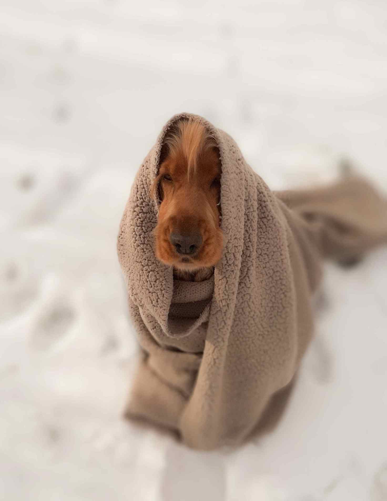 Proteger o bicho contra o frio é uma forma de prevenção.