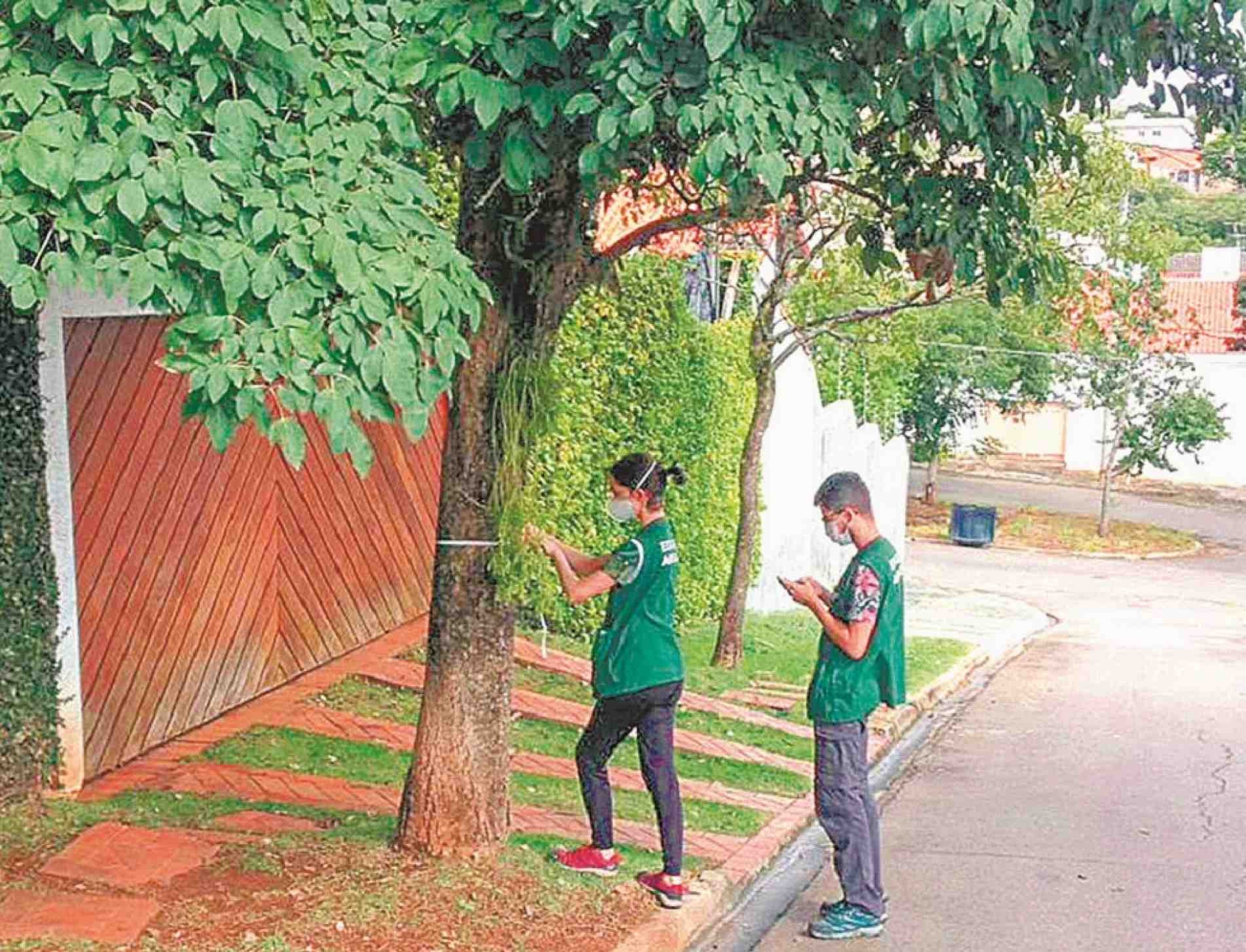 Estudantes anotam a localização, espécie, área em que a árvore está plantada, tamanho e condição fitossanitária