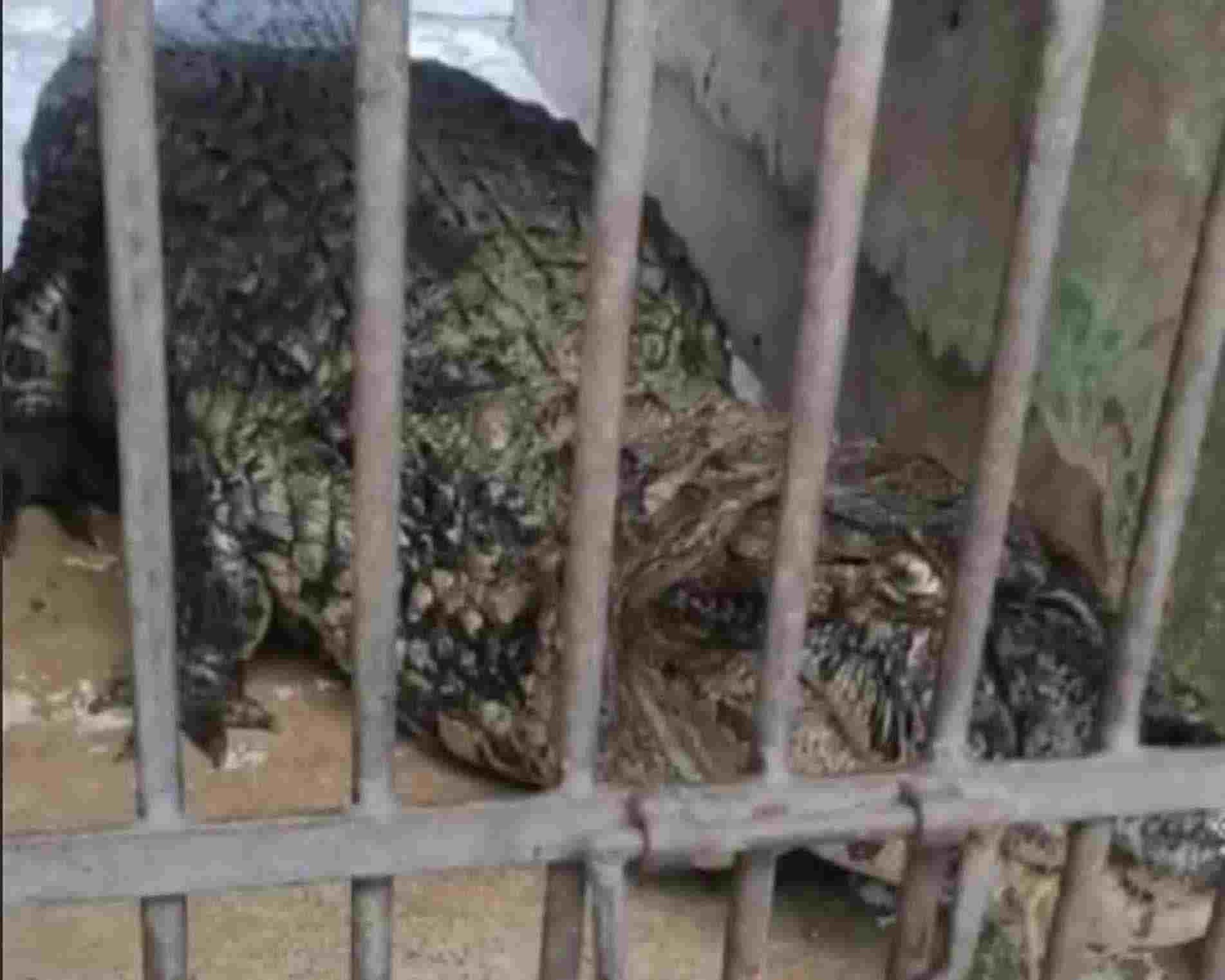 A fêmea adulta foi levada ao Parque Zoológico Municipal Quinzinho de Barros.