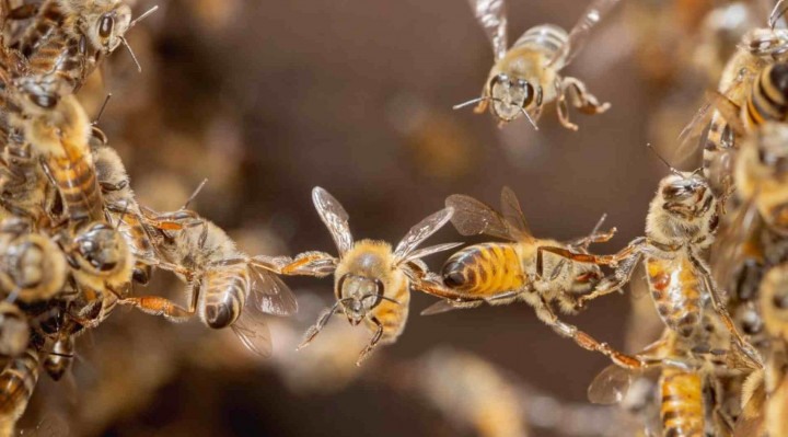 Hoje é Dia Mundial da Abelhas, um dos insetos mais importantes para o ecossistema.