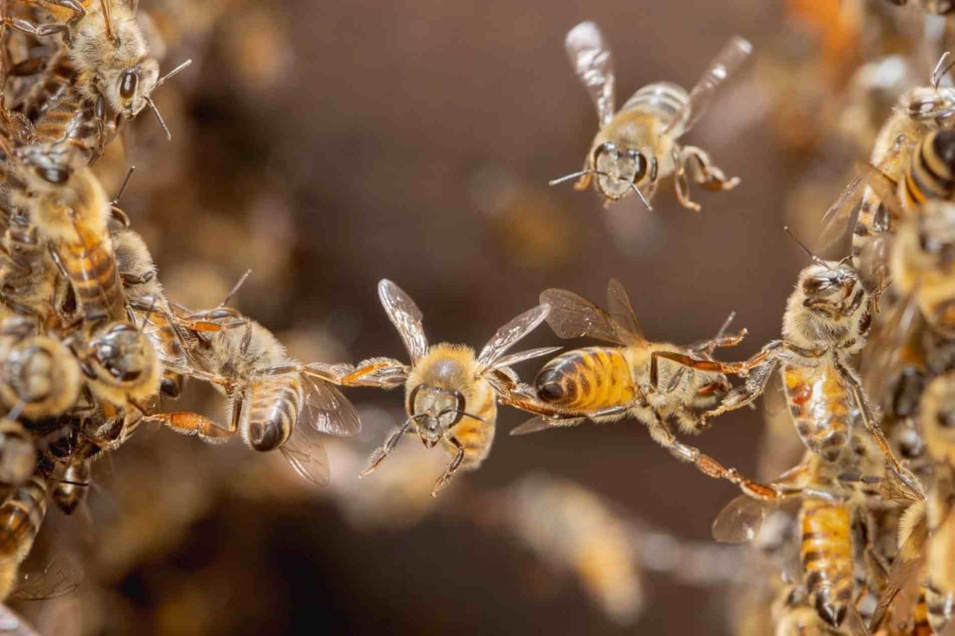 Hoje é Dia Mundial da Abelhas, um dos insetos mais importantes para o ecossistema.