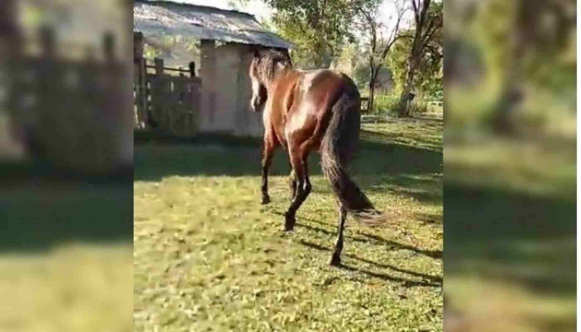 Cavalo tem a pata machucada após enrosca-la em fios de internet.