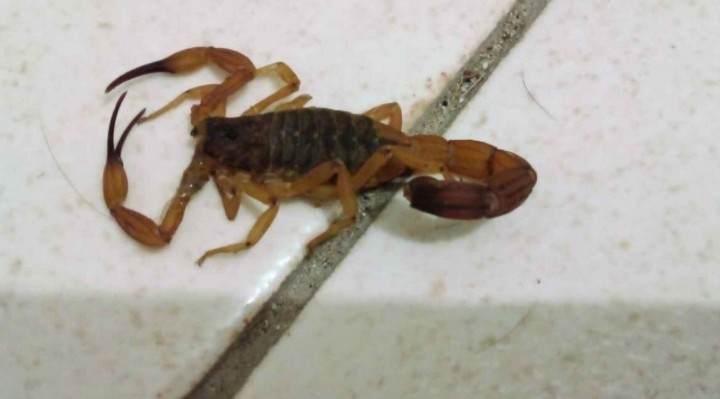 De janeiro a abril deste ano, foram registrados 15 casos de picadas de escorpião e três de aranha, em Sorocaba.