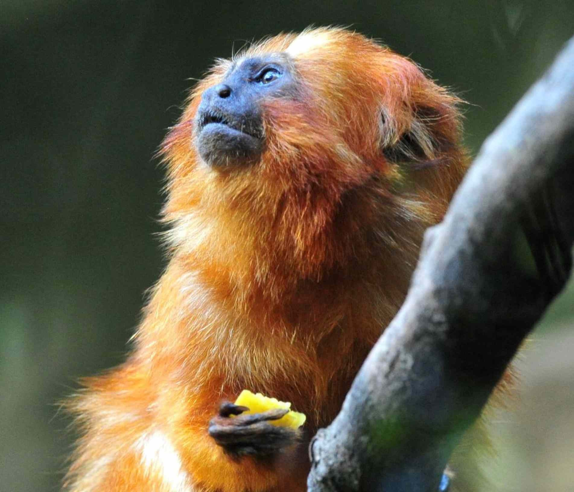 Os ameaçados mico-leão-dourado e o muriqui-do-sul são exclusivos desse bioma.