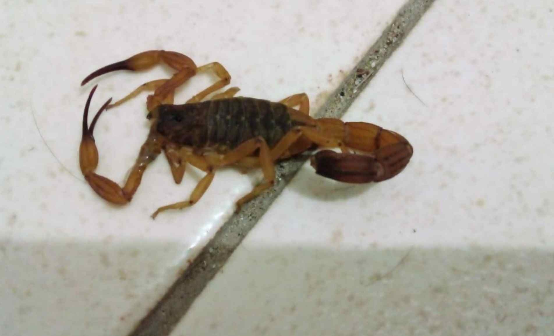 De janeiro a abril deste ano, foram registrados 15 casos de picadas de escorpião e três de aranha, em Sorocaba.