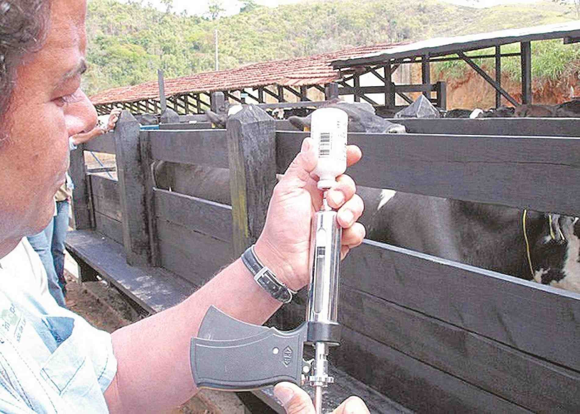 Vacinação contra febre aftosa