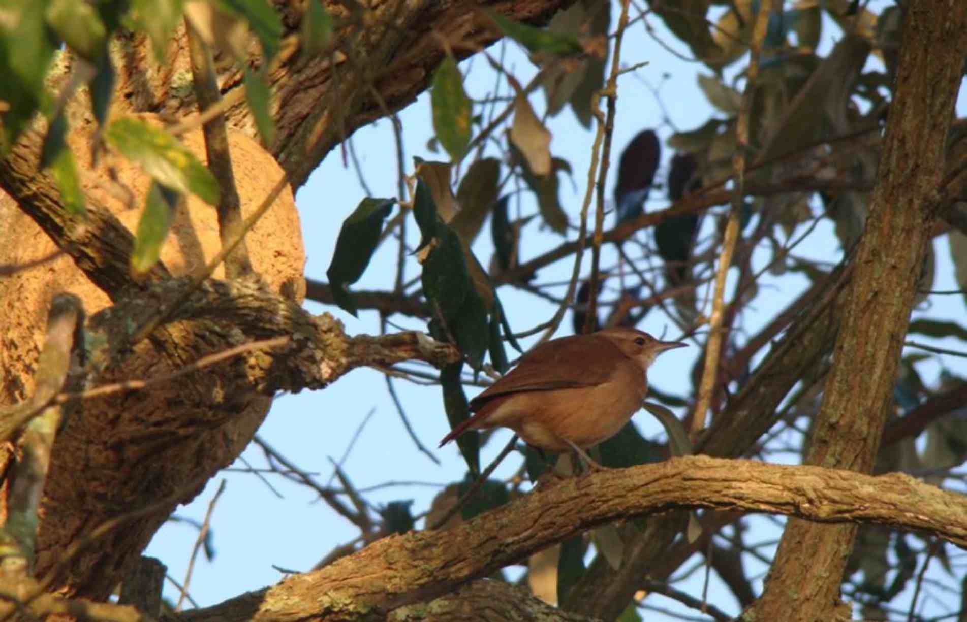 Ele é conhecido por ser umas das aves engenheiras do mundo animal, que faz sua própria casa (ninho).