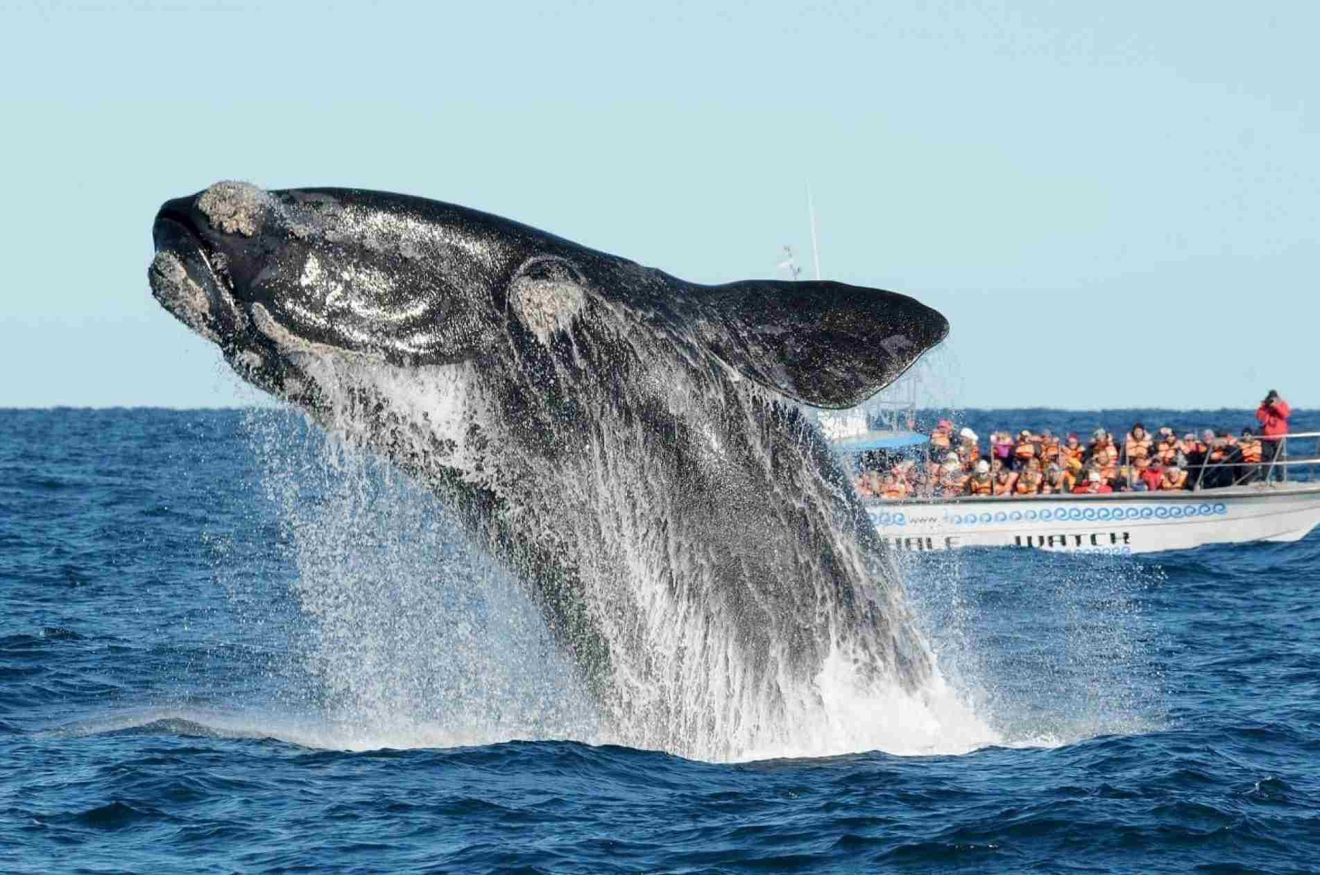 Observação de baleias na Península Valdez.
