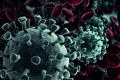 As proteínas de superfície do SARS-CoV2, que tornam possível que o vírus se ligue às células humanas, são chamadas de spike. - CREATIVENEKO / SHUTTERSTOCK