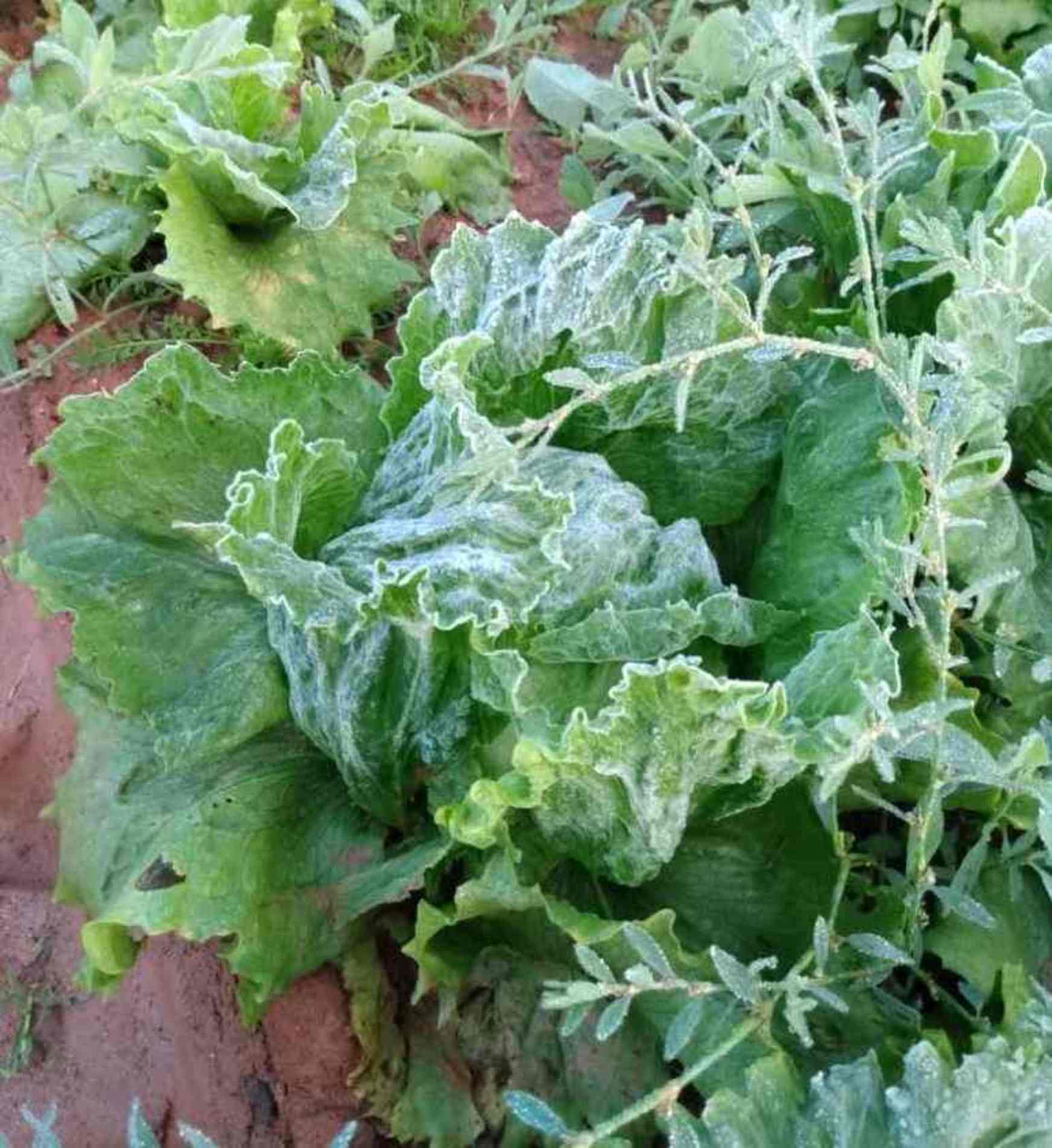 Frio afeta produção de frutas, legumes e hortaliças na região.