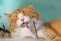 A ado&ccedil;&atilde;o de gatos aumentou consideravelmente durante a pandemia. - PIXABAY.COM