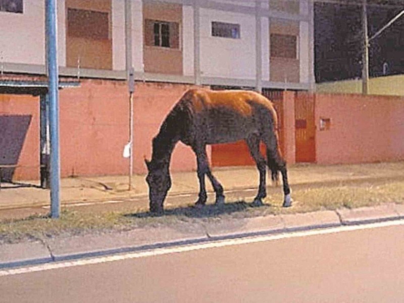 Ele costuma pastar pelo canteiro central da avenida nas imediações do acesso à rua Epitácio Pessoa