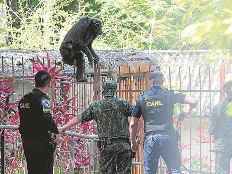 Kelly escapou de seu recinto no dia 12 de novembro de 2020