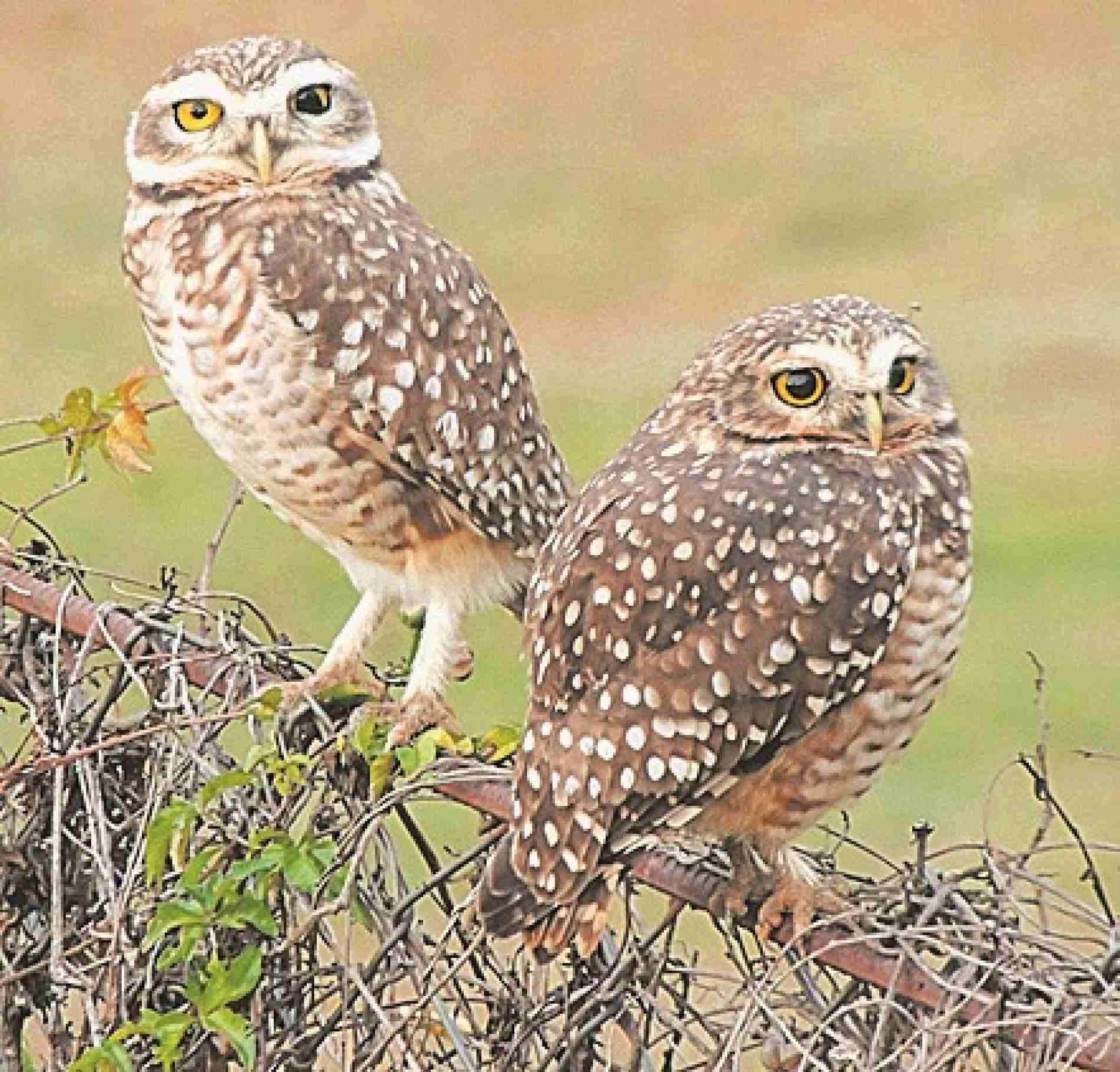 Caçadoras de roedores, insetos e aracnídeos