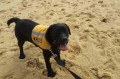 Labradora de sete meses se divertiu em viagem à praia.  - Arquivo Pessoal