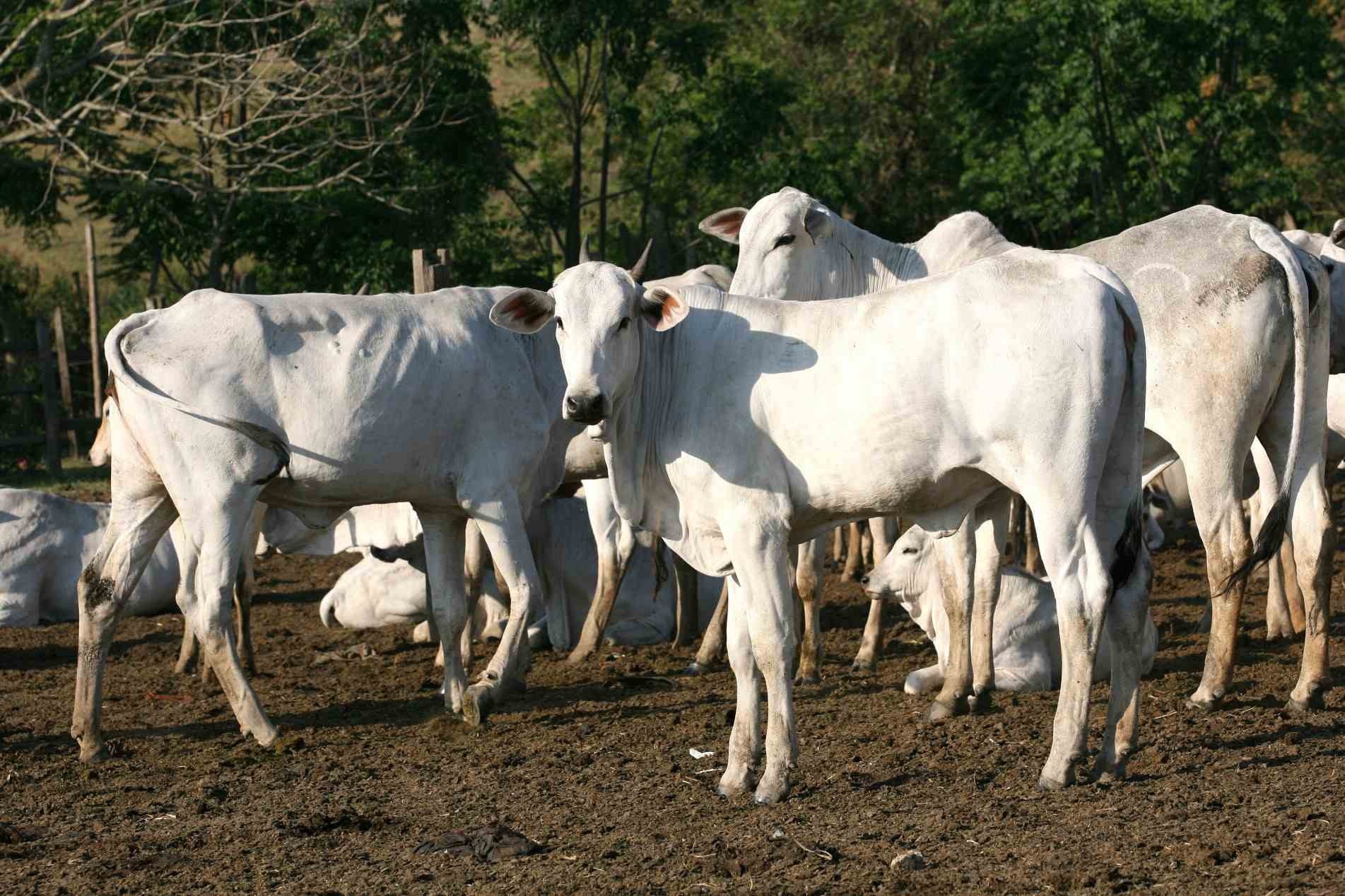 Brasil tem o segundo maior rebanho de bovinos do mundo, e o primeiro comercial.
