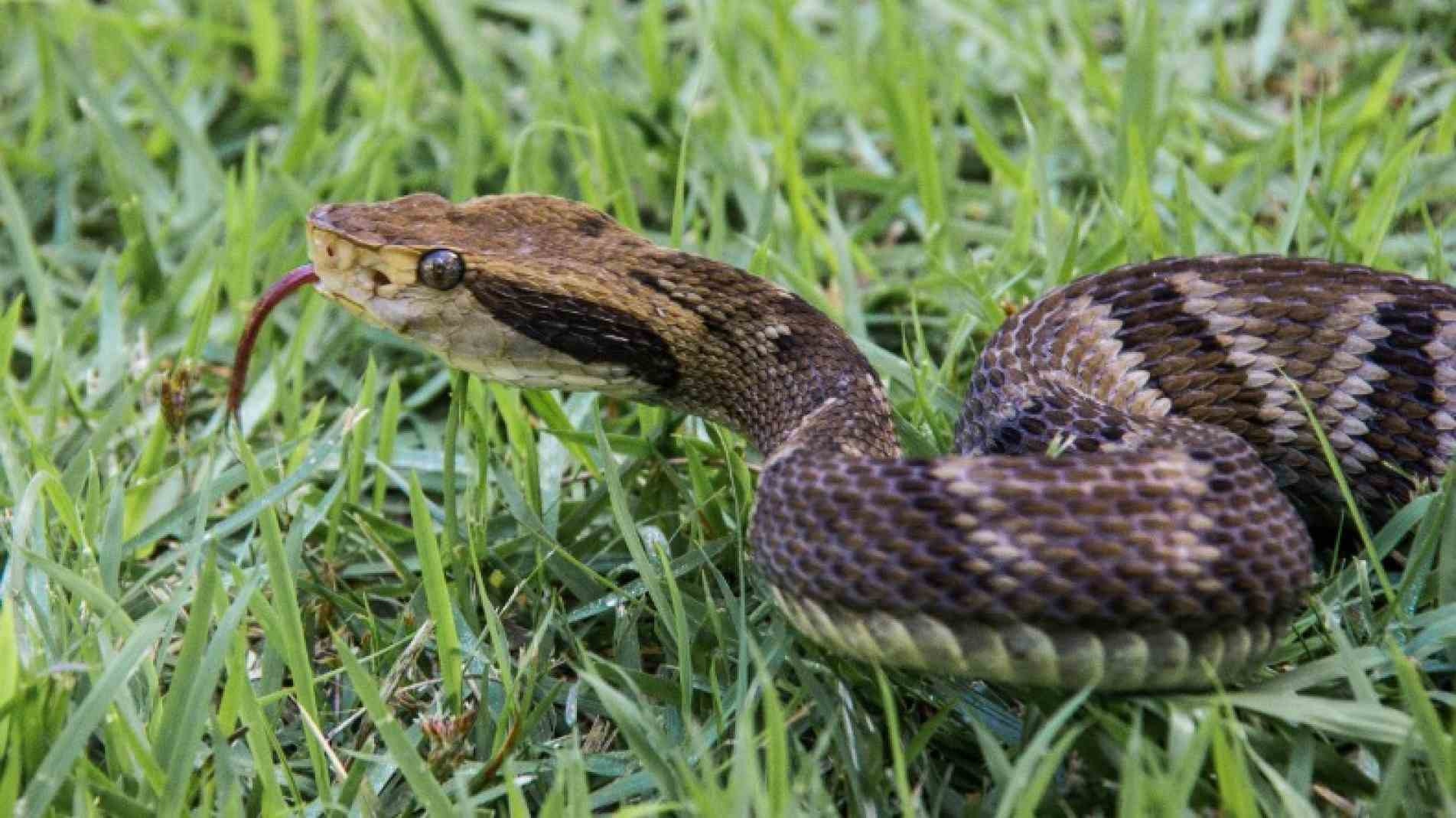 Segundo moradores, muitas das cobras que aparecem são do tipo jararaca.