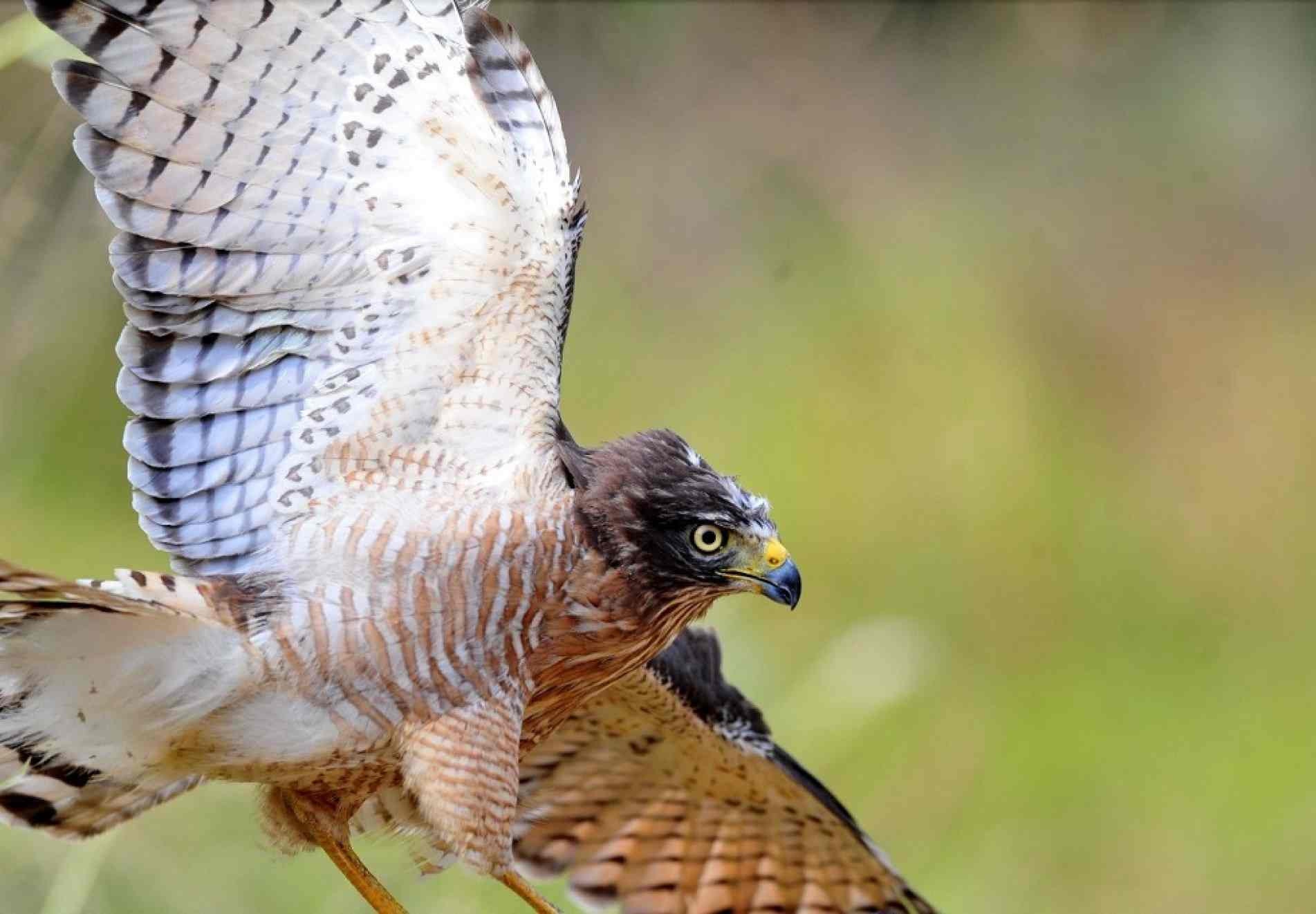 Um trabalho realizado pelo Parque Zoológico Municipal Quinzinho de Barros já devolveu, somente em 2021, o total de 91 animais silvestres resgatados para a natureza.