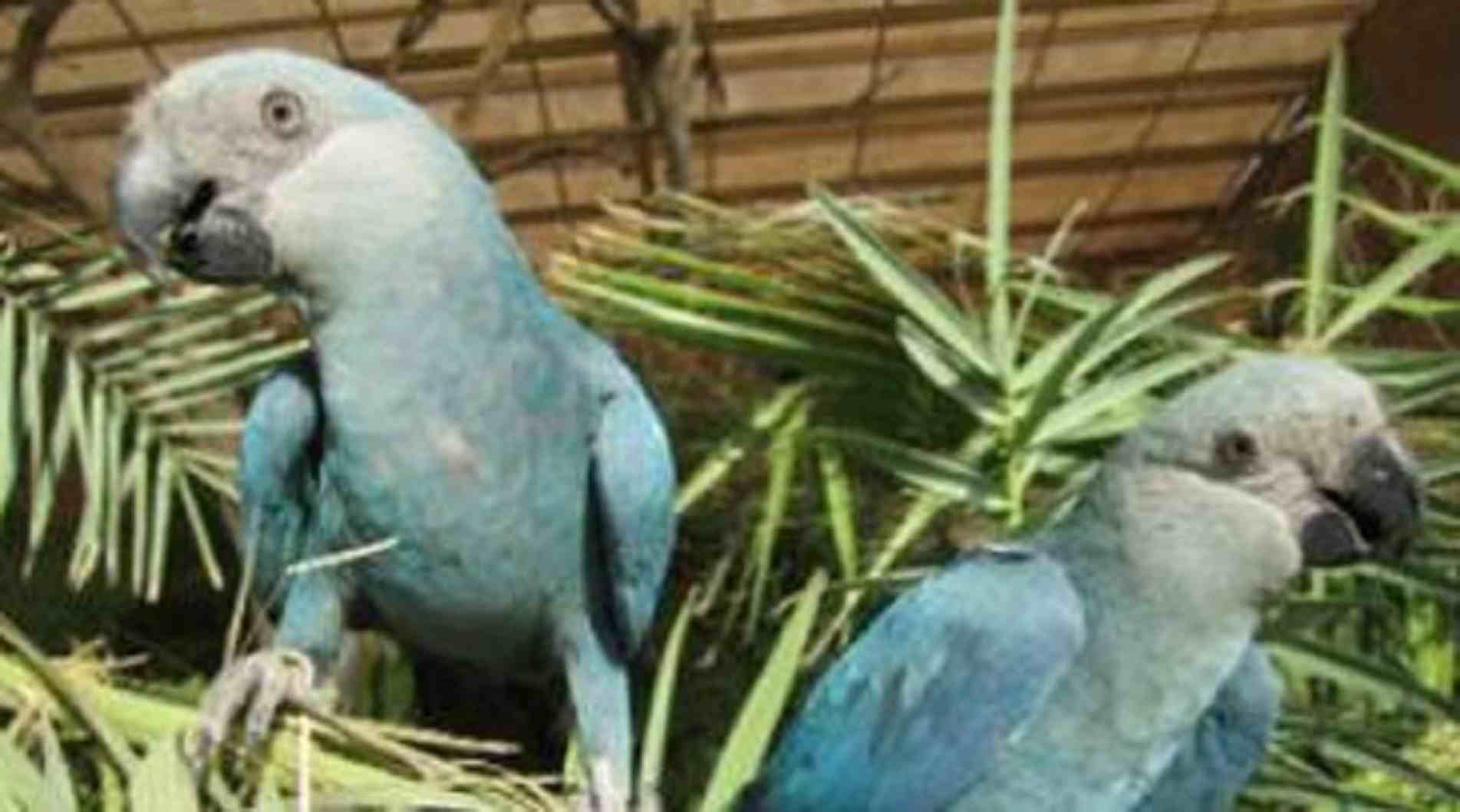 Filhotes de ararinhas-azuis nascem no Brasil após 20 anos de extinção.