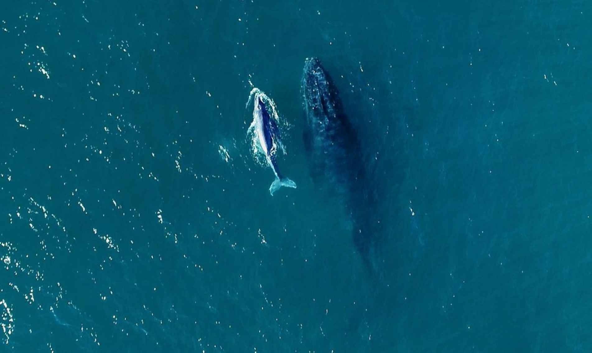 Começou a temporada de baleias no litoral brasileiro. Ao longo do período são avistadas baleias Franca e Jubarte.