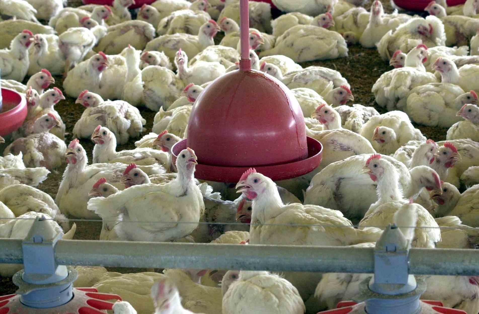 Produtor avícola poderá analisar dados de eficiência.
