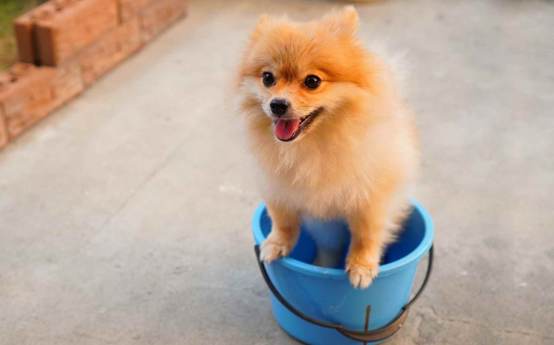 Uma das regras é manter o pet longe do ambiente que está sendo faxinado.
