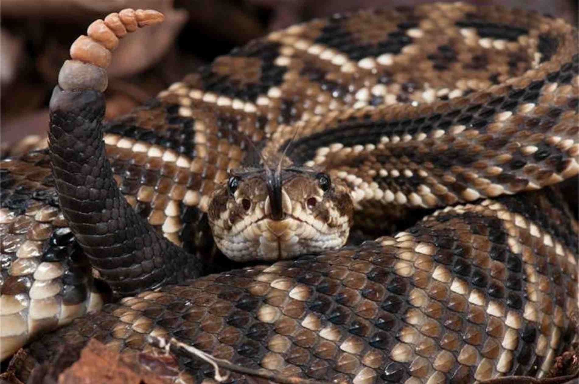 Cuidado! O barulho do guizo é um sinal de que a cascavel está irritada.