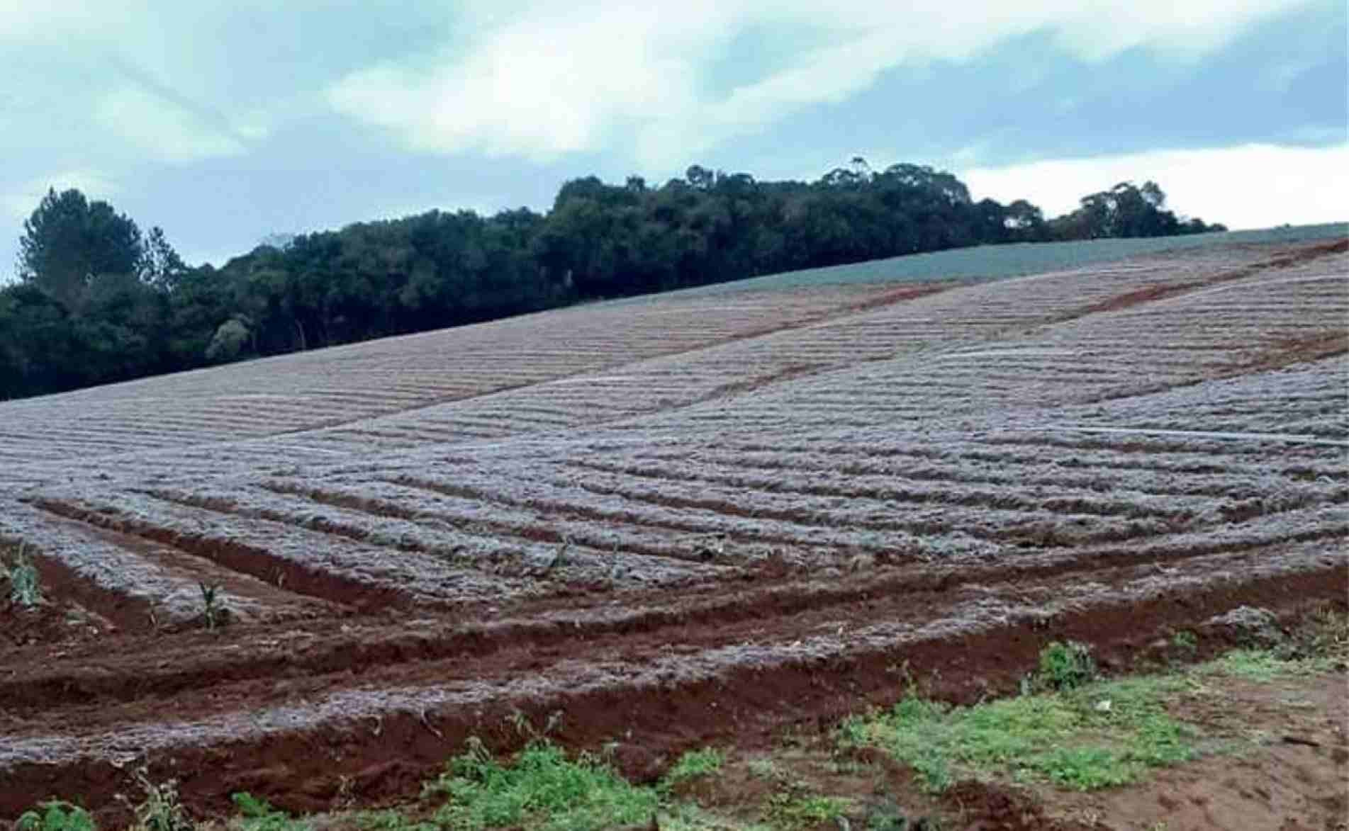 Em Piedade, na região, frio excessivo prejudicou plantações.