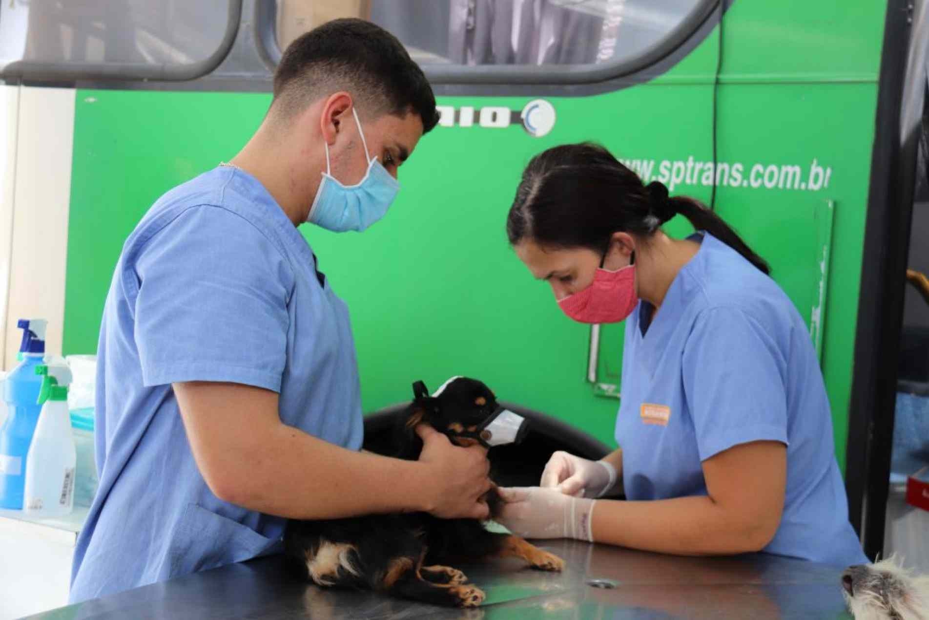 Inscrições para castração de cães e gatos acontece nos dias 3 e 4 de agosto