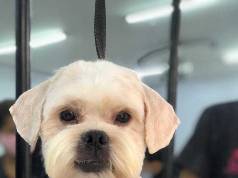 Conheça a tosa ideal para os cachorros machos