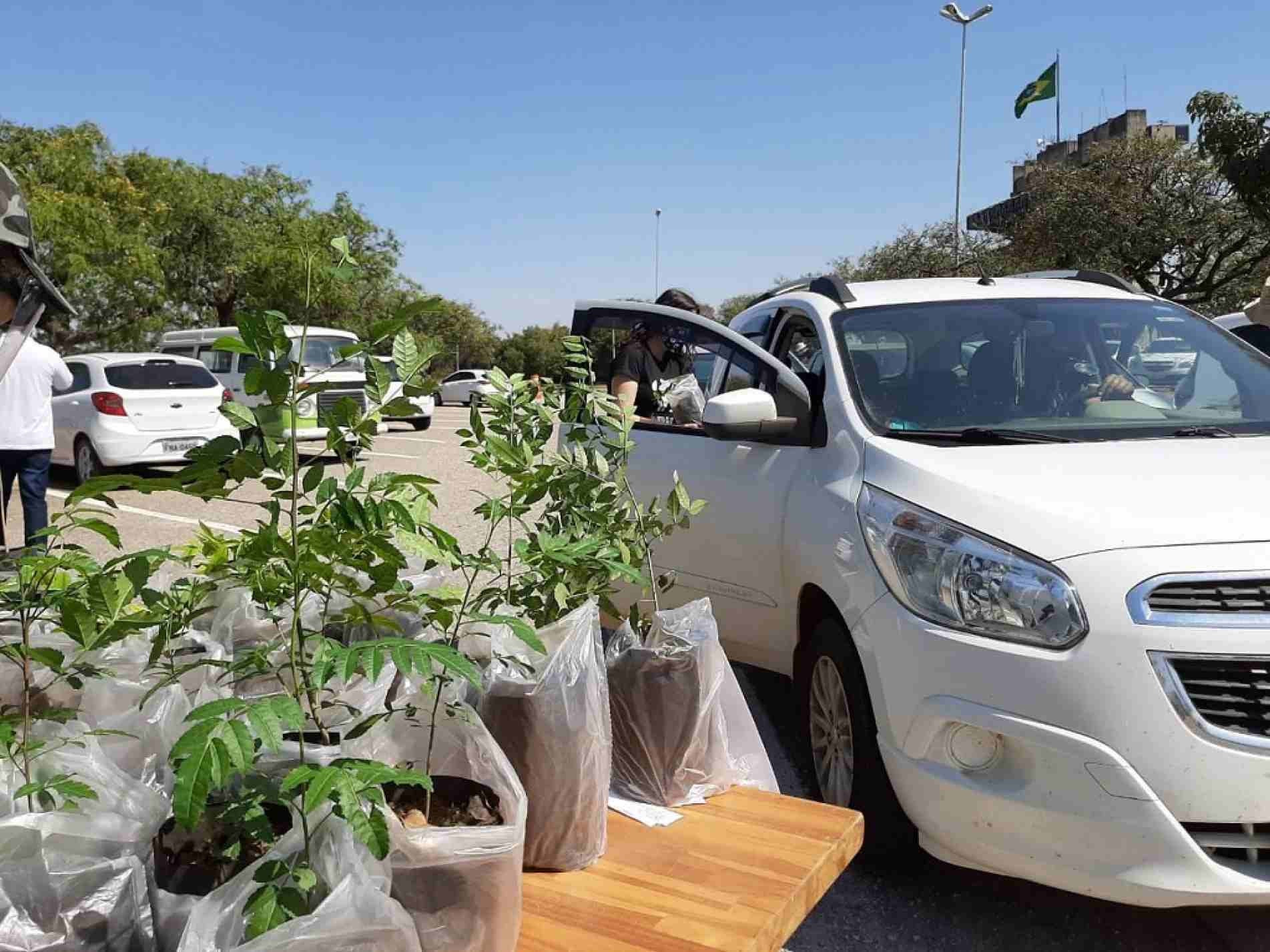 Entre outros serviços, drive-thru sustentável no Paço vai distribuir três mil mudas de árvores
