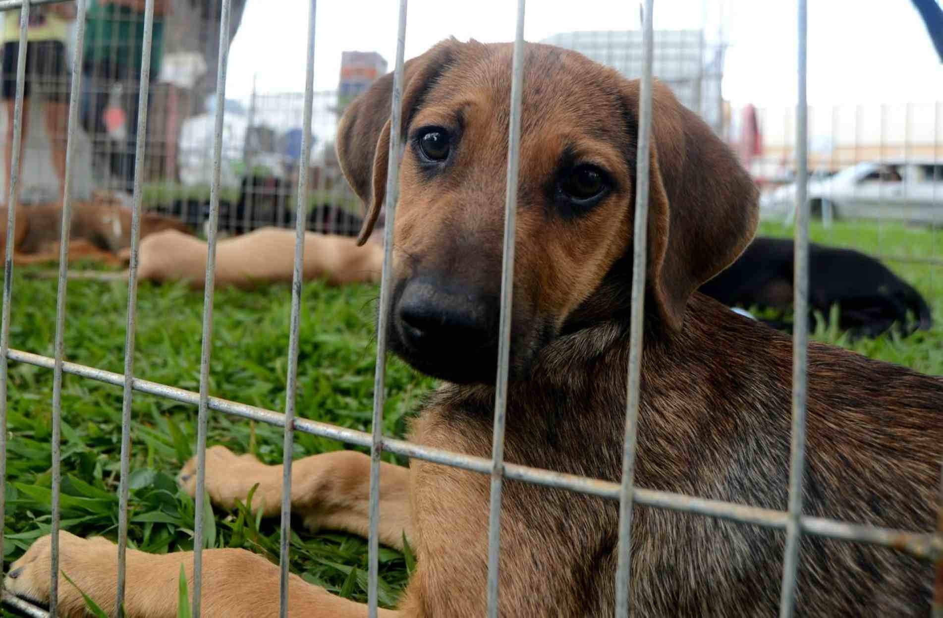 Conselho foi criado para garantir a defesa dos direitos dos animais.