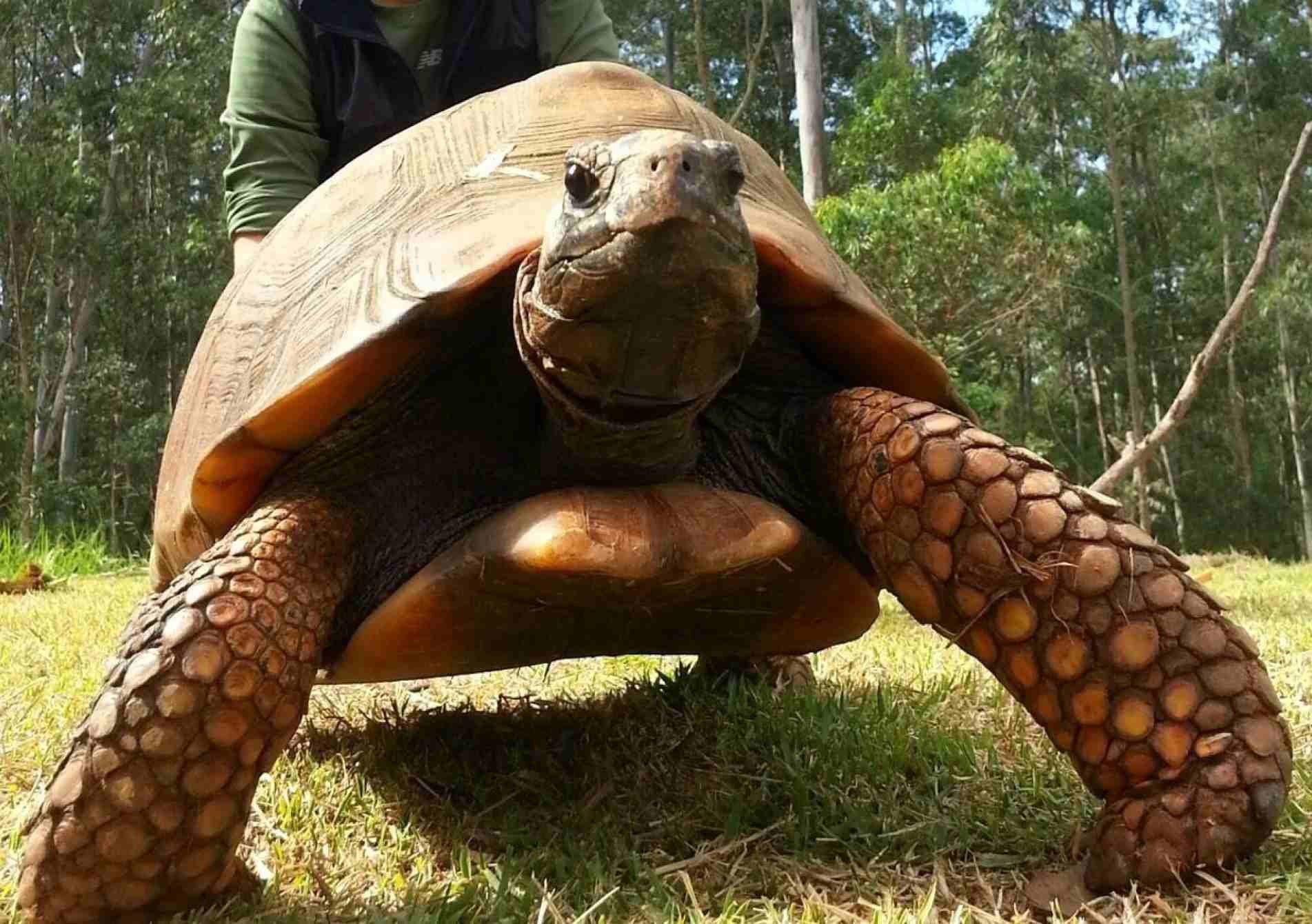 Em disputa pela fêmea, os machos recolhem a cabeça e batem os cascos um no outro buscando virar o adversário.