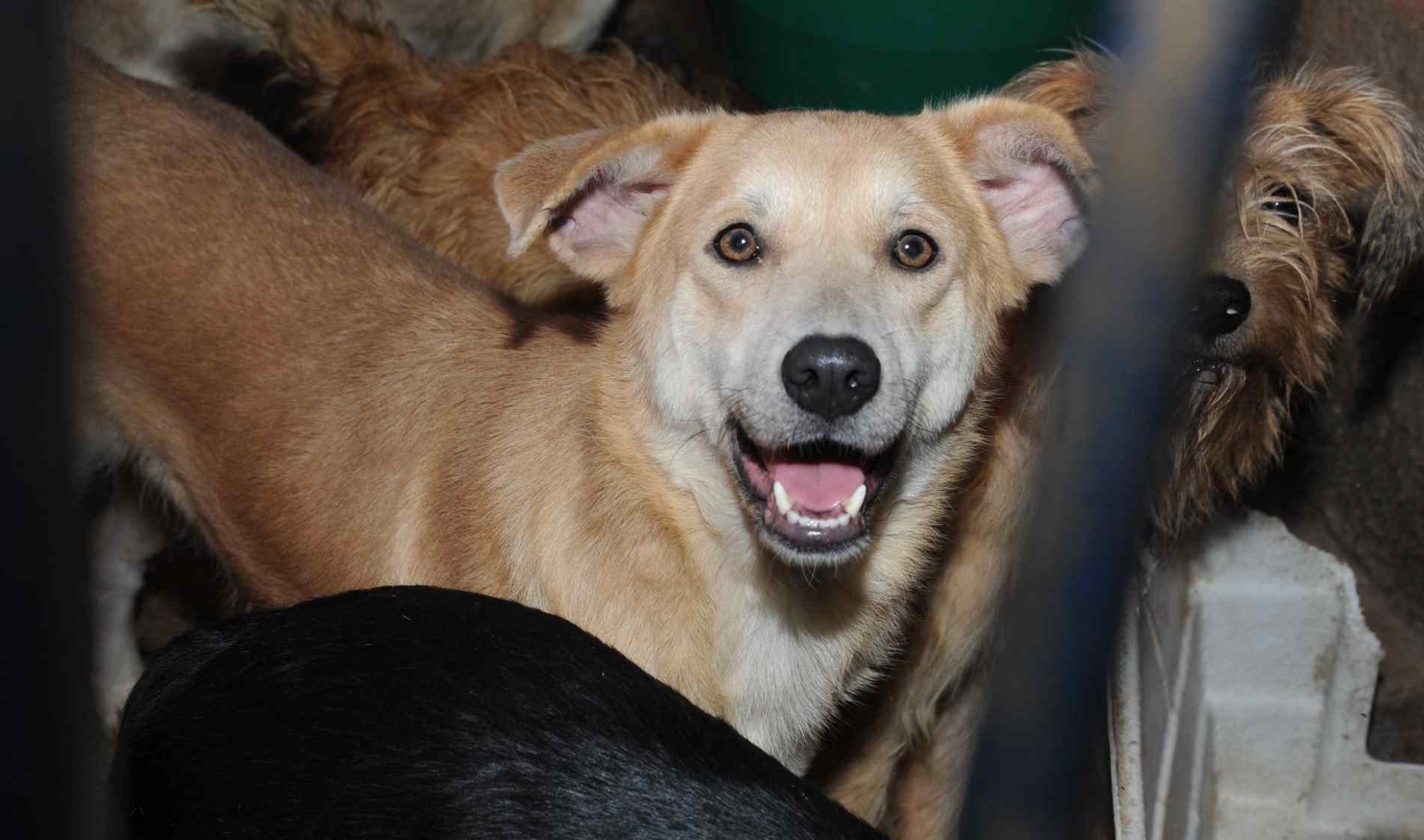 Protetora faleceu e deixou cerca de 50 animais que precisam de ajuda.