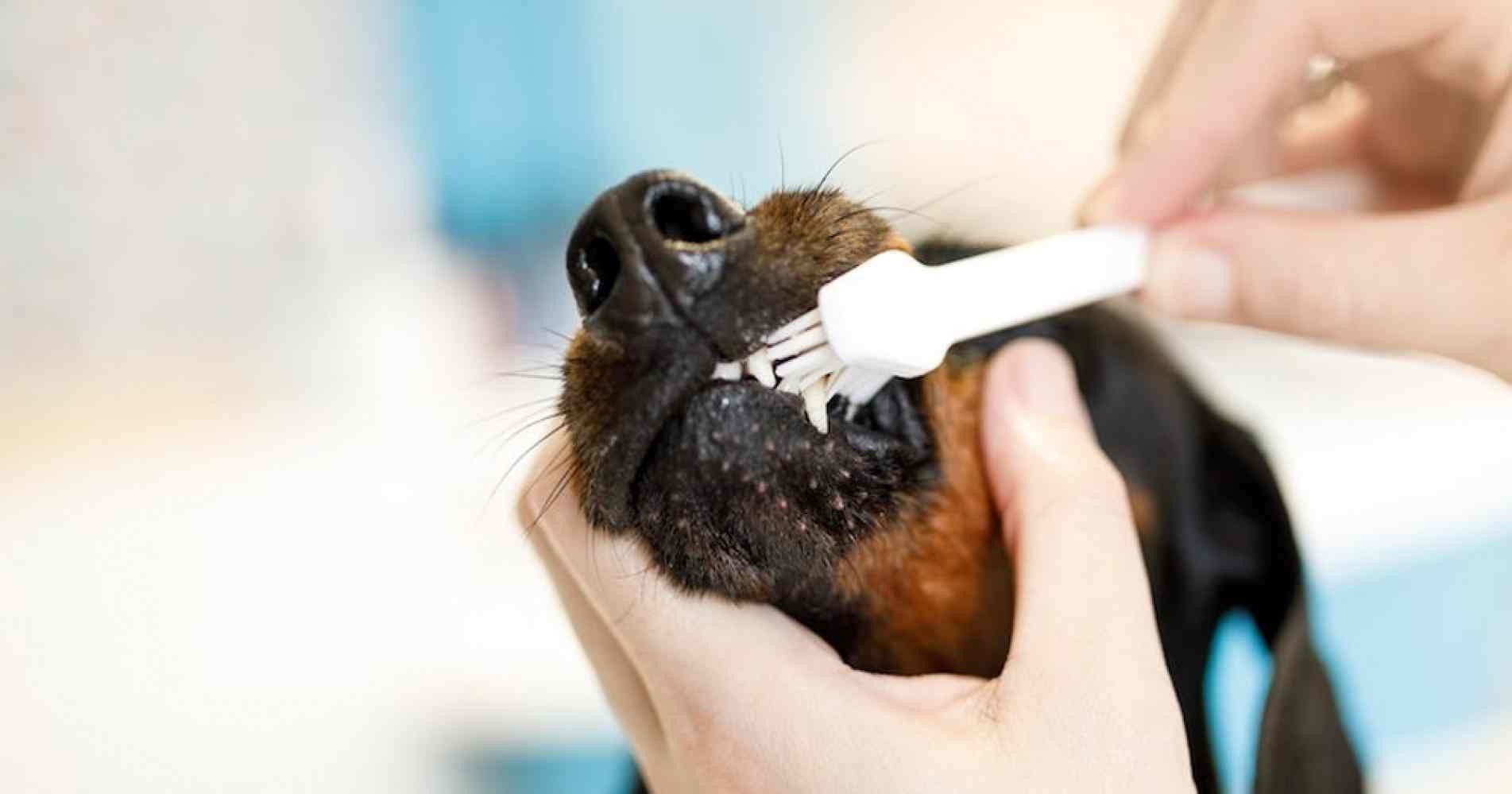 A pasta de dentes deve ser específicas para animais.