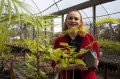 A pesquisadora Henriette M. Fonseca de Marco segura uma muda de jussara na estufa de plantas nativas da Uniso - Paulo Ribeiro/Arquivo
