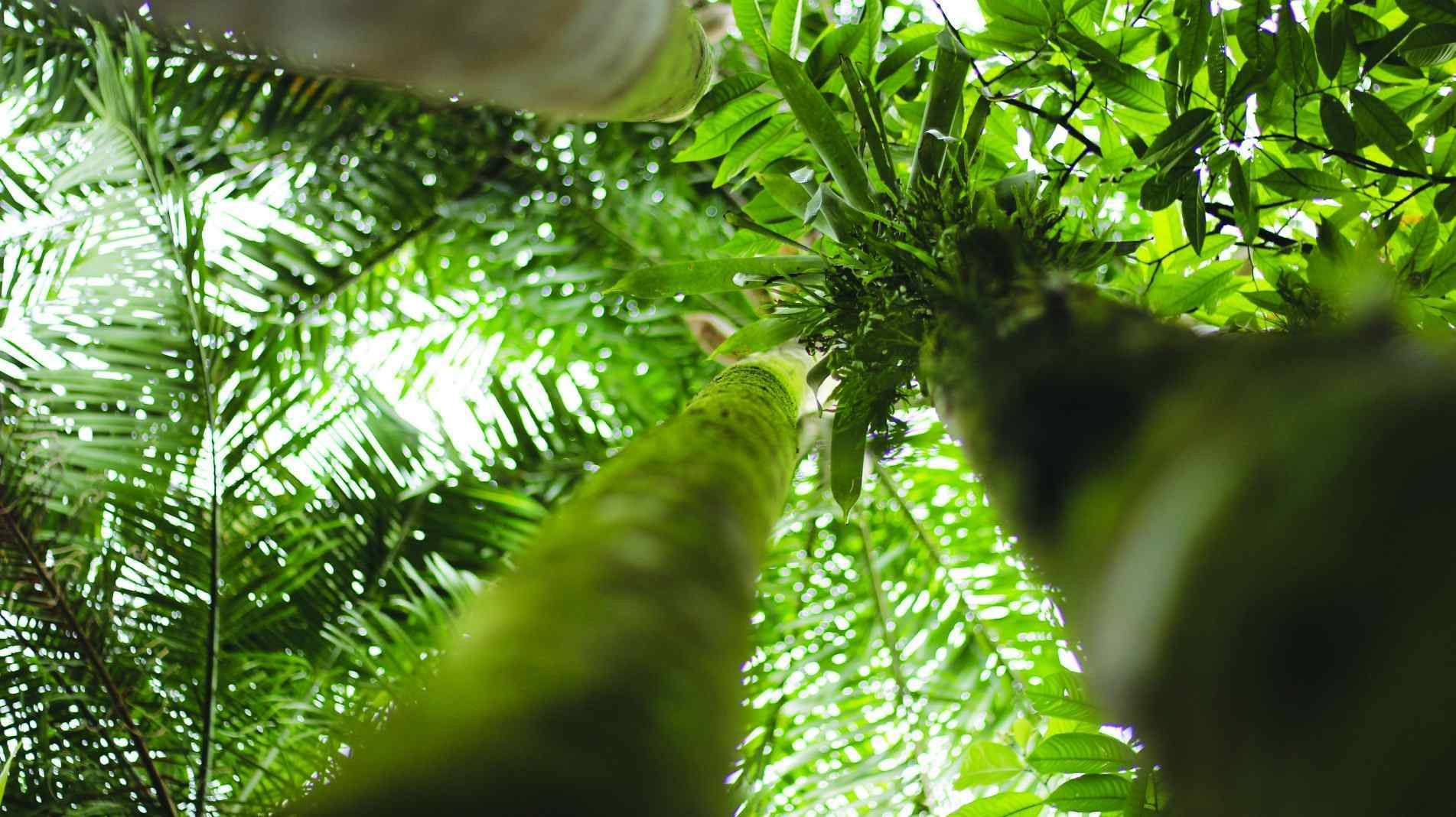 A palmeira jussara era utilizada pela população nativa da Bahia até o Rio Grande do Sul