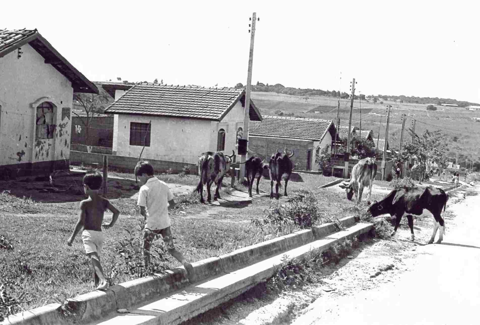 Em 1987, vacas da fazenda 