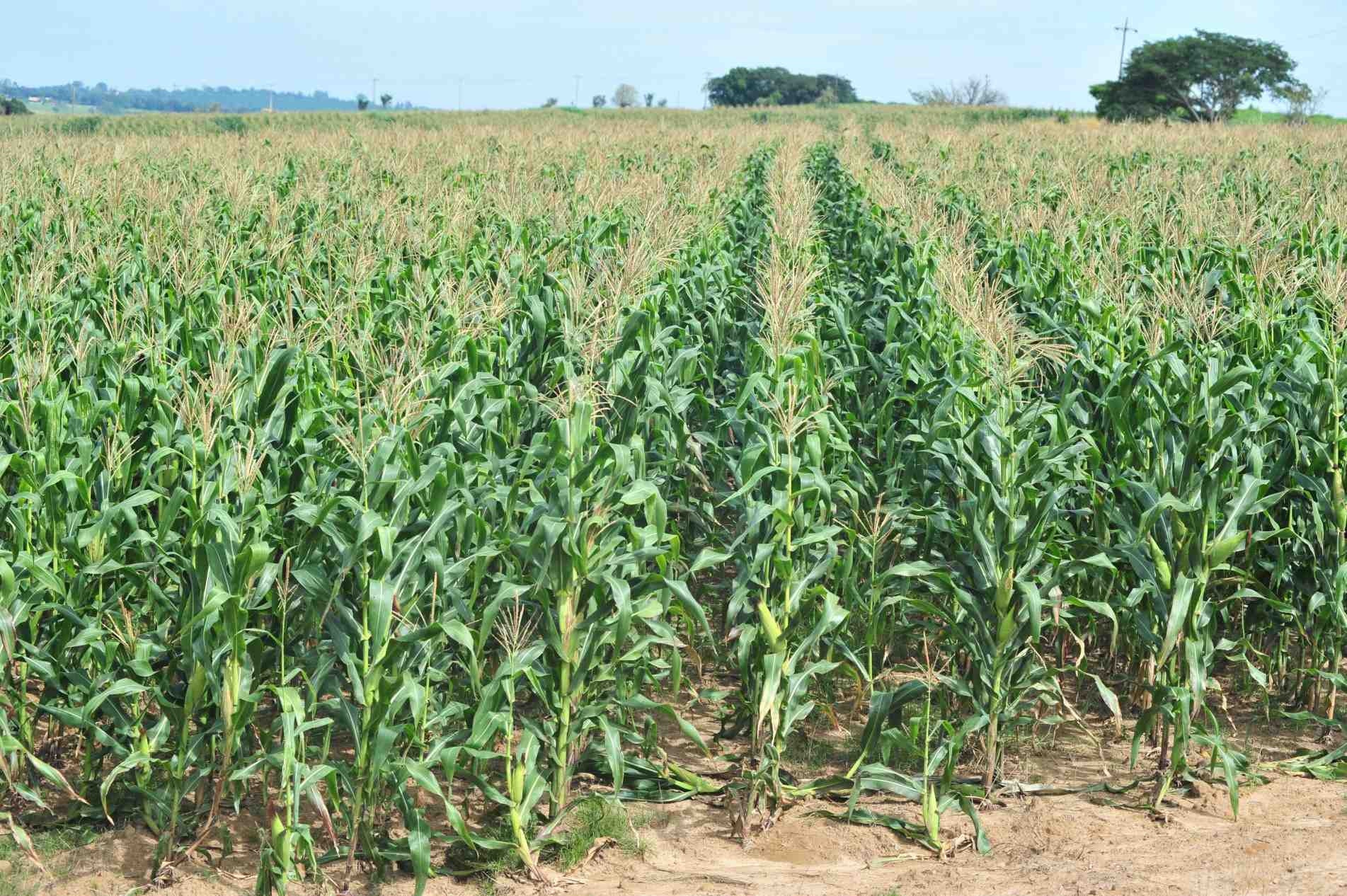 IBGE: produção de milho será menor este ano.