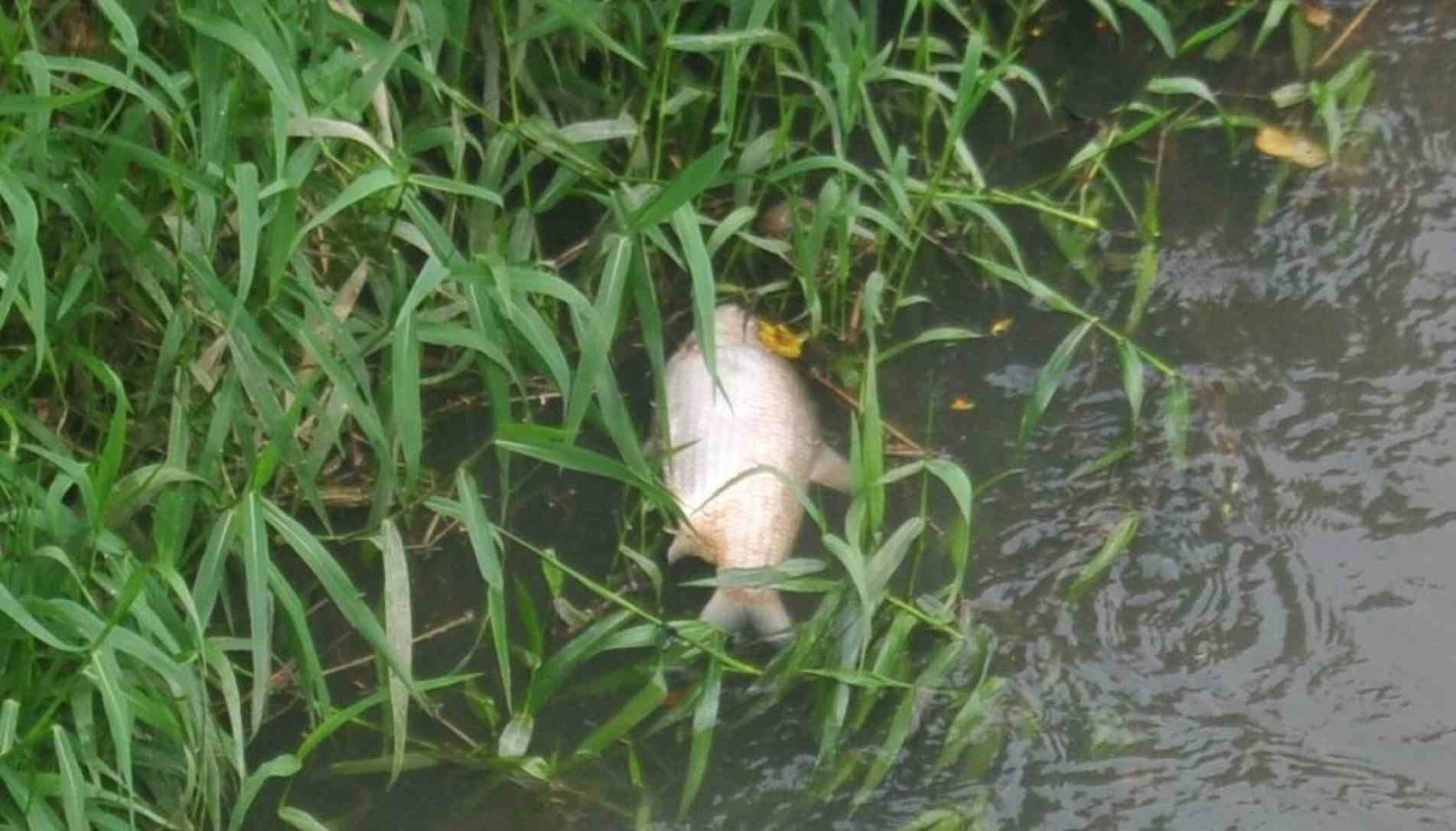 Os animais mortos estavam dispersos em alguns pontos do rio. 
