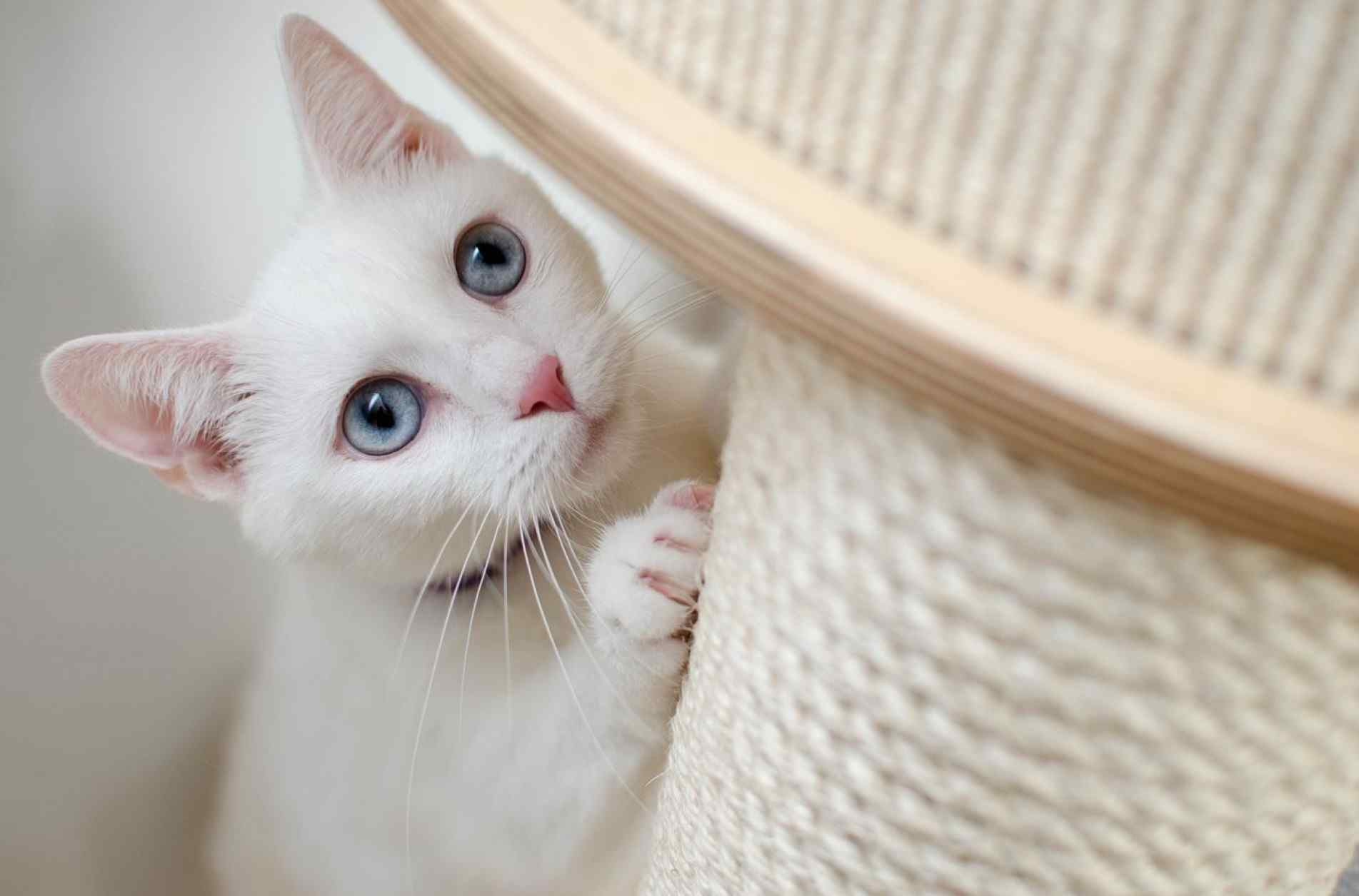 Por hereditariedade, a surdez é comum em gatinhos brancos de olhos azuis.
