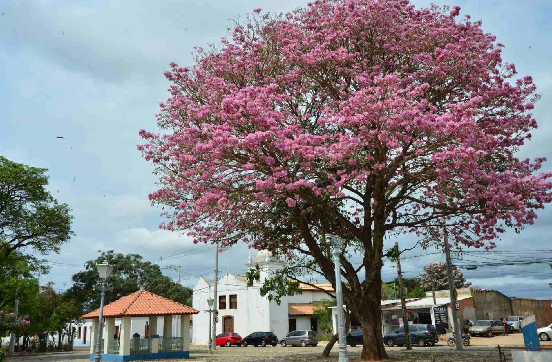 Al&eacute;m da beleza, as &aacute;rvores s&atilde;o muito importantes para as cidades.