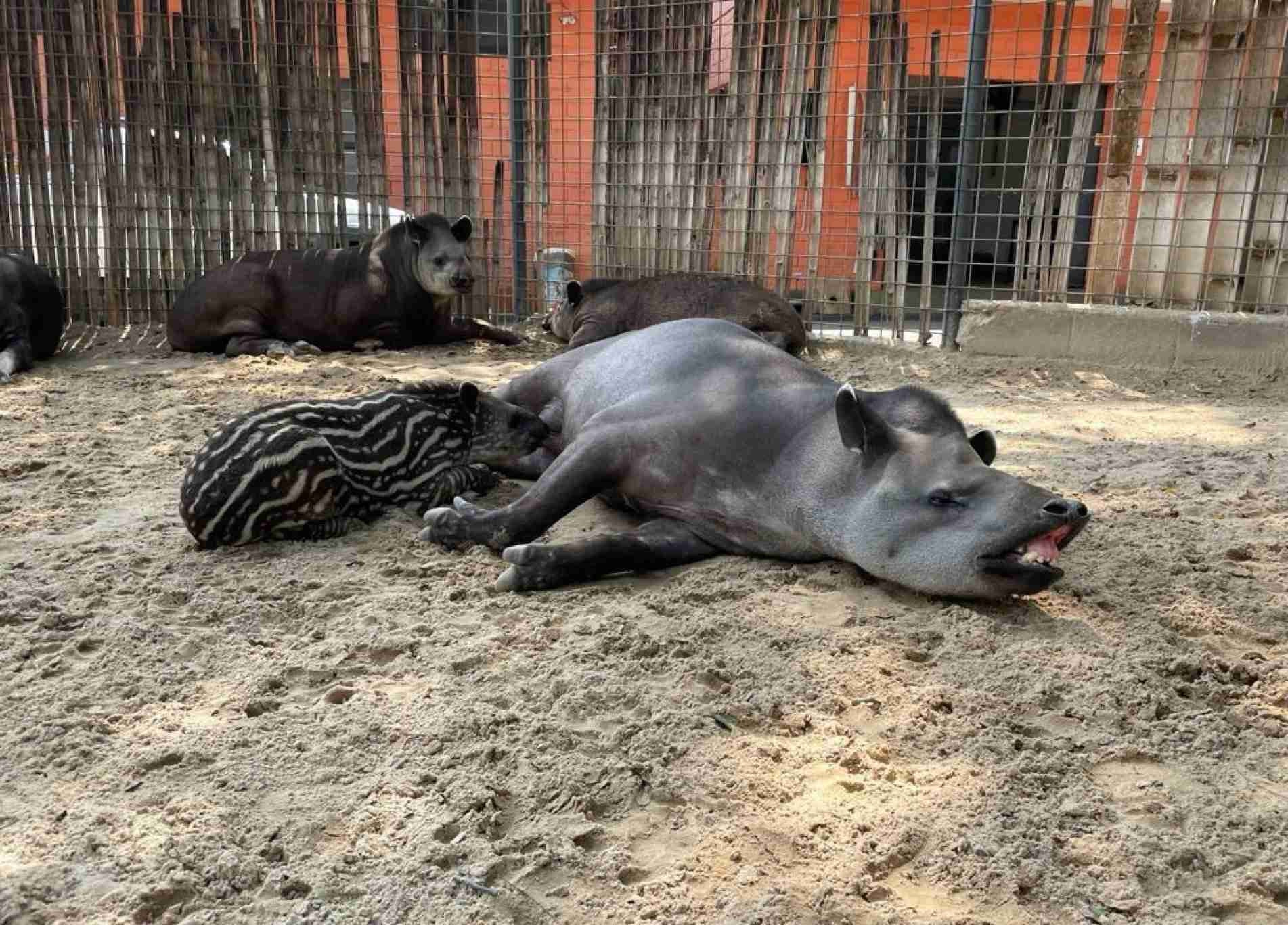 O filhote de anta é um macho, que ainda mama, mas é esperto e muito ativo.