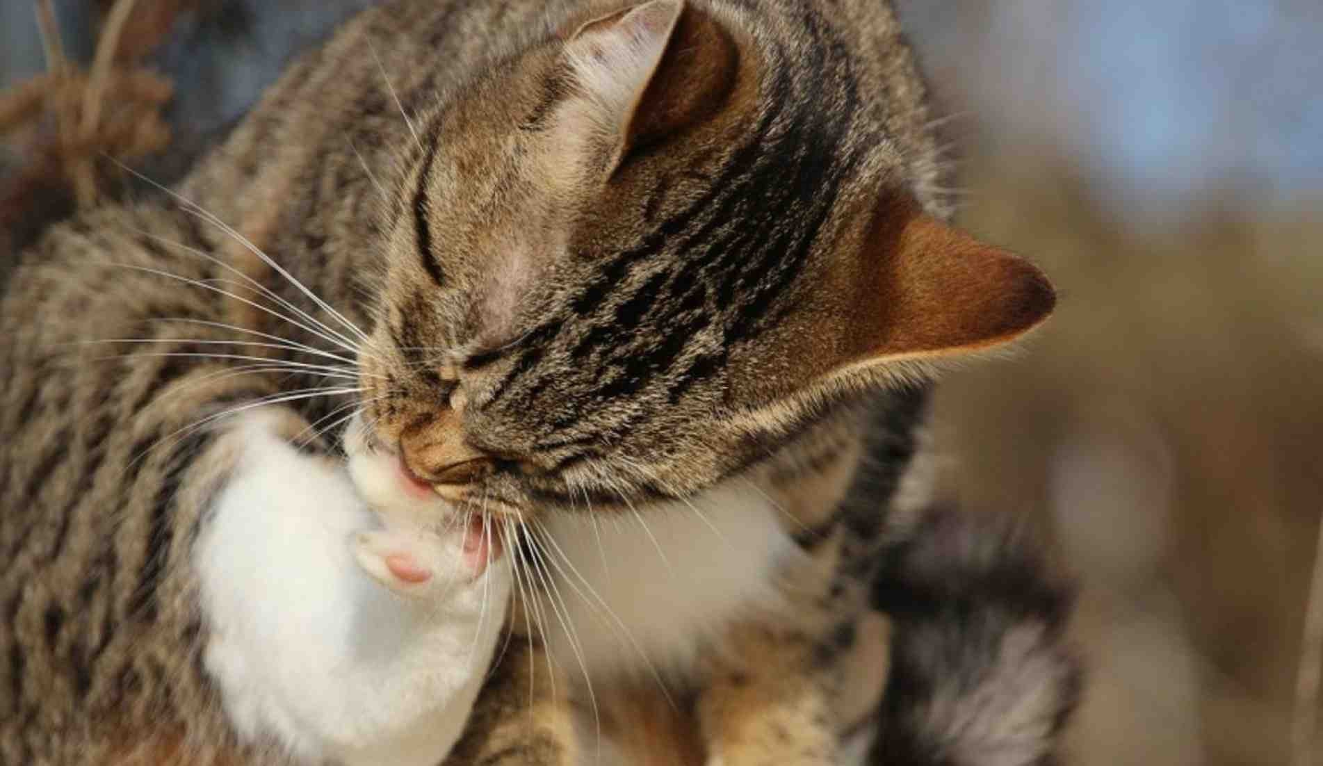 Um gato saudável tem que fazer sua higiene.