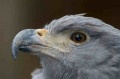Presen&ccedil;a de animais posicionados no topo da cadeia alimentar, como a &aacute;guia cinzenta e a lontra, &eacute; um &oacute;timo sinal - buteo (Adobe Stock)