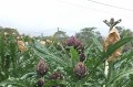 Plantação de alcachofra / Vinícola XV de Novembro - Divulgação/@sigaomapa.blog